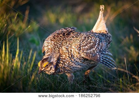 Sharp-tailed Grouse Lek