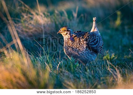 Sharp-tailed Grouse Lek