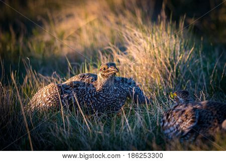 Sharp-tailed Grouse Lek