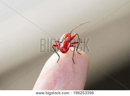 Red young firebug on human finger, red insect.