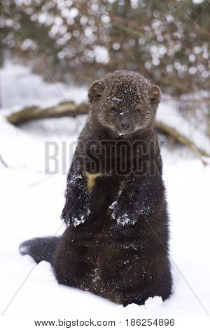 Fisher portrait in deep snow on winter day