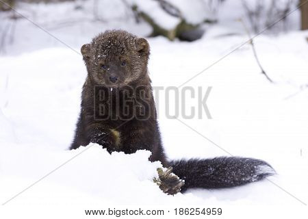 Fisher