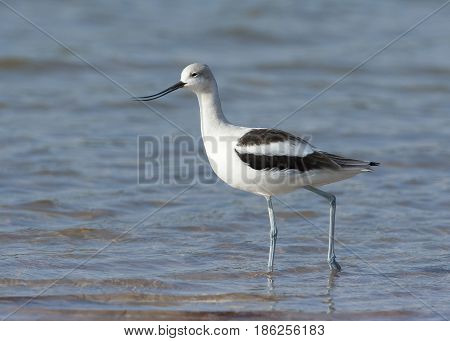 American Avocet Walking With Beak Open At Ft. Desoto In St. Petersburg Florida