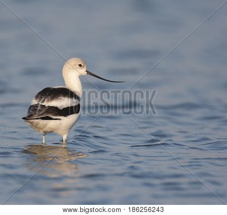 American Avocet At Ft. Desoto In St. Petersburg
