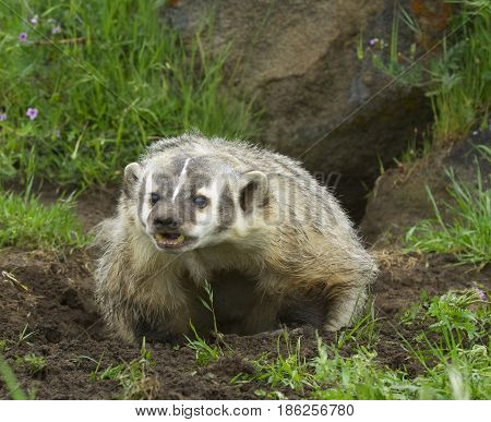 American Badger