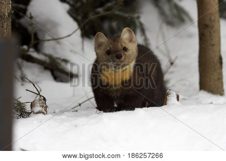 Pine Martin