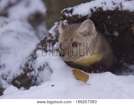 Pine Martin