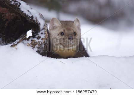Pine Martin