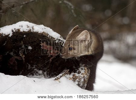 Pine Marten Looking Into Hollow Log For Hiding Place During Winter Time