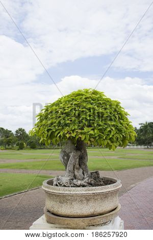 Bonsai tree in ceramic pot at the park