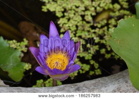 Beautiful Purple Lotus in pond (Nymphaea caerulea)