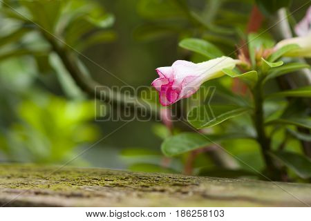 Pink plumeria (Luntom) is horizontal in nature.