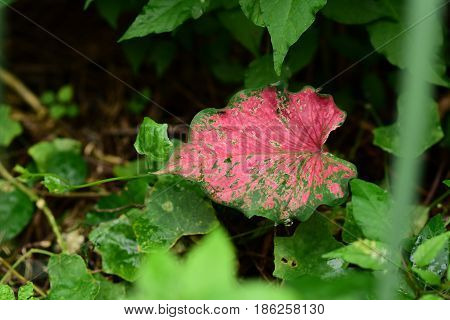 Closeup of beautiful caladium in park, beautiful plant.