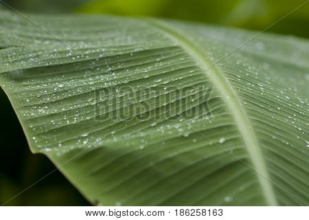 Banana leaf with rain drops After the rain stopped falling