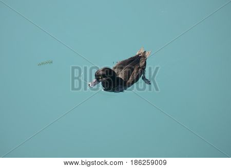 New Zealand Scaup