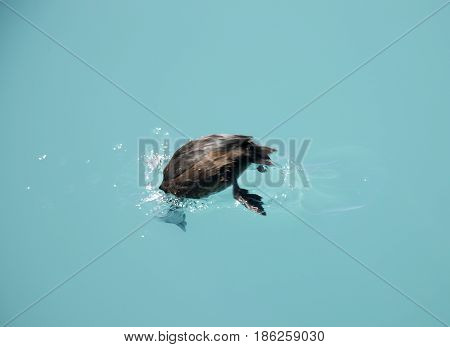 New Zealand Scaup