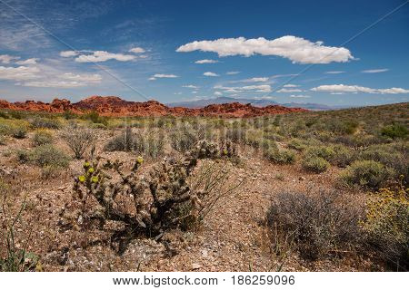 The crimson red mountain range of the Valley of Fire adds a contrasting patch of color to the blooming but arid desert environment