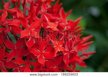 Spike flower, Rubiaceae flower, Ixora coccinea. Close up group of red flower spike and green leaves for hedge plant in the garden