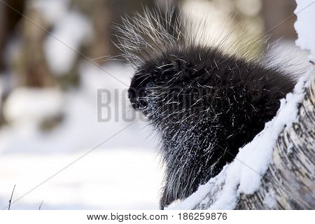 Porcupine