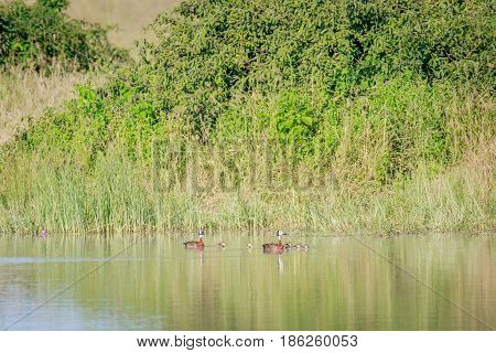 Family Of White-faced Whistling Ducks.