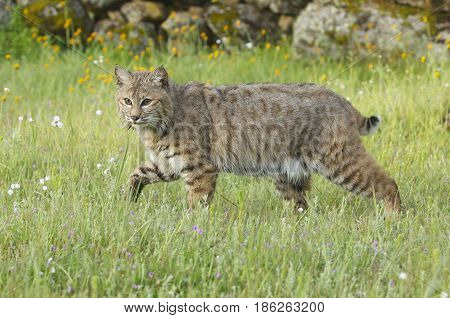 Bobcat In Deep Green Grass