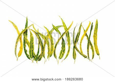 Frame With Codiaeum Variegatum (l.) Blume Isolated On White Background. Flat Lay, Overhead View