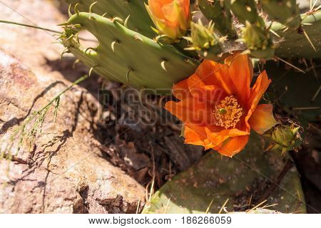 Orange Flowers On A Hedgehog Cactus, Echinocereus Triglochidiatus