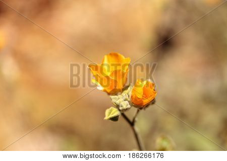 Yellow Flower On Palmer’s Indian Mallow, Abutilon Palmeri