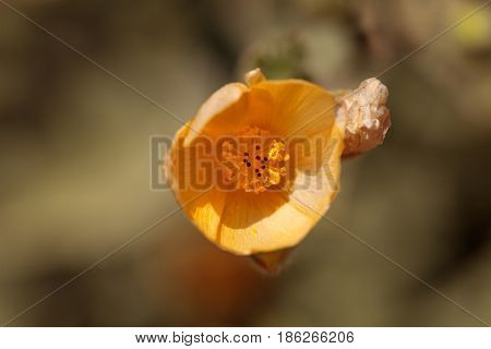 Yellow Flower On Palmer’s Indian Mallow, Abutilon Palmeri