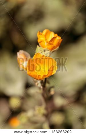 Yellow Flower On Palmer’s Indian Mallow, Abutilon Palmeri