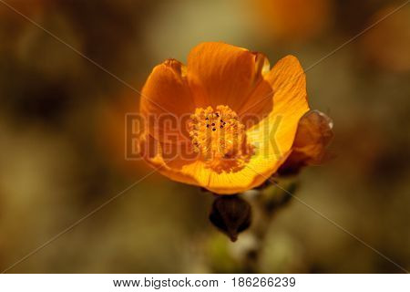 Yellow Flower On Palmer’s Indian Mallow, Abutilon Palmeri