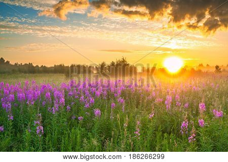 beautiful rural landscape with sunrise and blossoming meadow. purple flowers flowering on spring field . wildflowers blooming on sunset. summer view