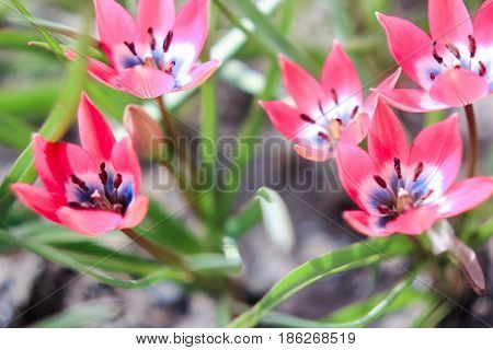Small pink tulips aspire to the sun