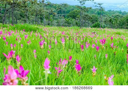Field of Siam Tulips blooming in Chaiyaphum province Thailand