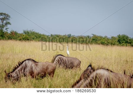Cattle Egret Standing On A Blue Wildebeest.