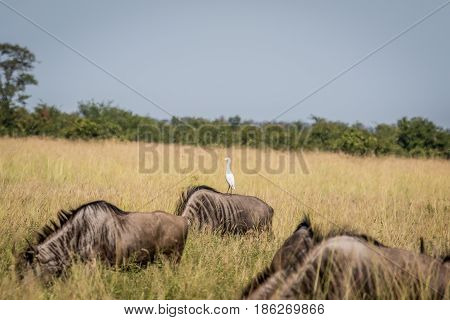 Cattle Egret Standing On A Blue Wildebeest.