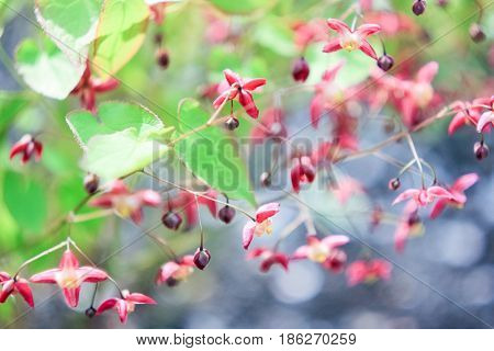 Small pink-burgundy flowers on a gray-green background