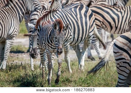Baby Zebra In Between Other Zebras.