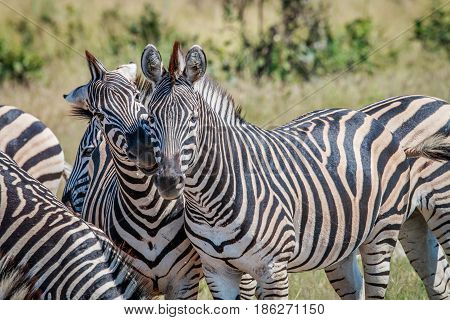 Two Zebras Bonding In The Chobe National Park.