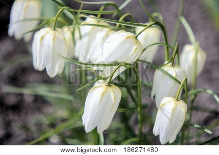 White little bells on a green background
