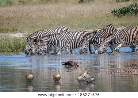 Group Of Zebras Drinking In Chobe.