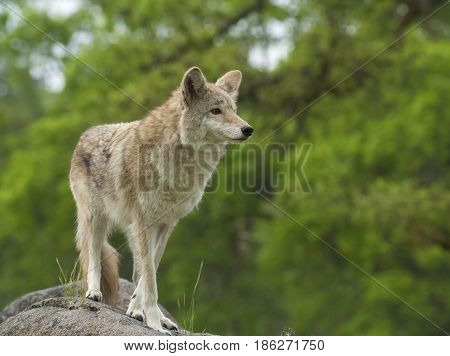 Coyote On Rock Searching For Next Meal With Green Trees In Background