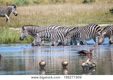 Group Of Zebras Drinking In Chobe.