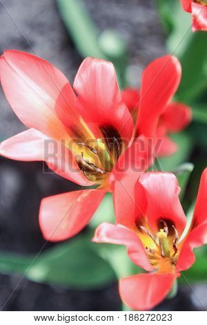 Two red-pink tulips on a gray-green background