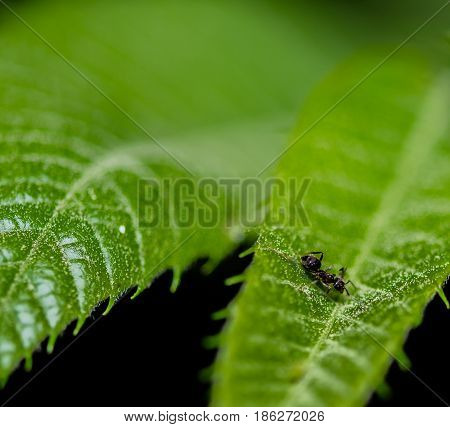 Closeup of tiny black ant on a green leaf with blurred background taken at night.