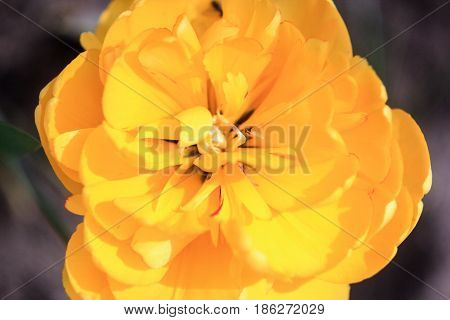 Big yellow tulip on a gray background