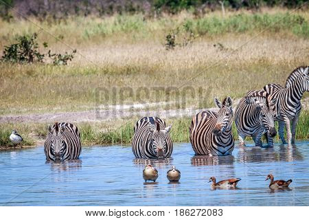 Group Of Zebras Drinking In Chobe.