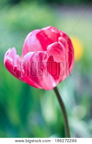 Cream pink tulip on a bright green background