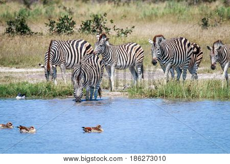 Group Of Zebras Drinking In Chobe.