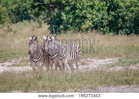 Group Of Zebras Standing In Grass.